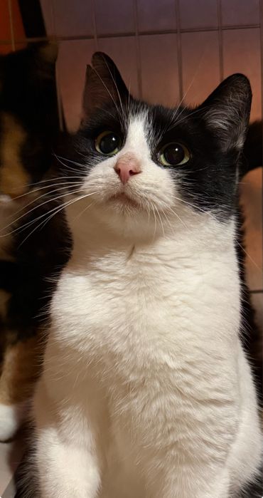 Lenka - czarno-biała miziasta śliczna koteczka