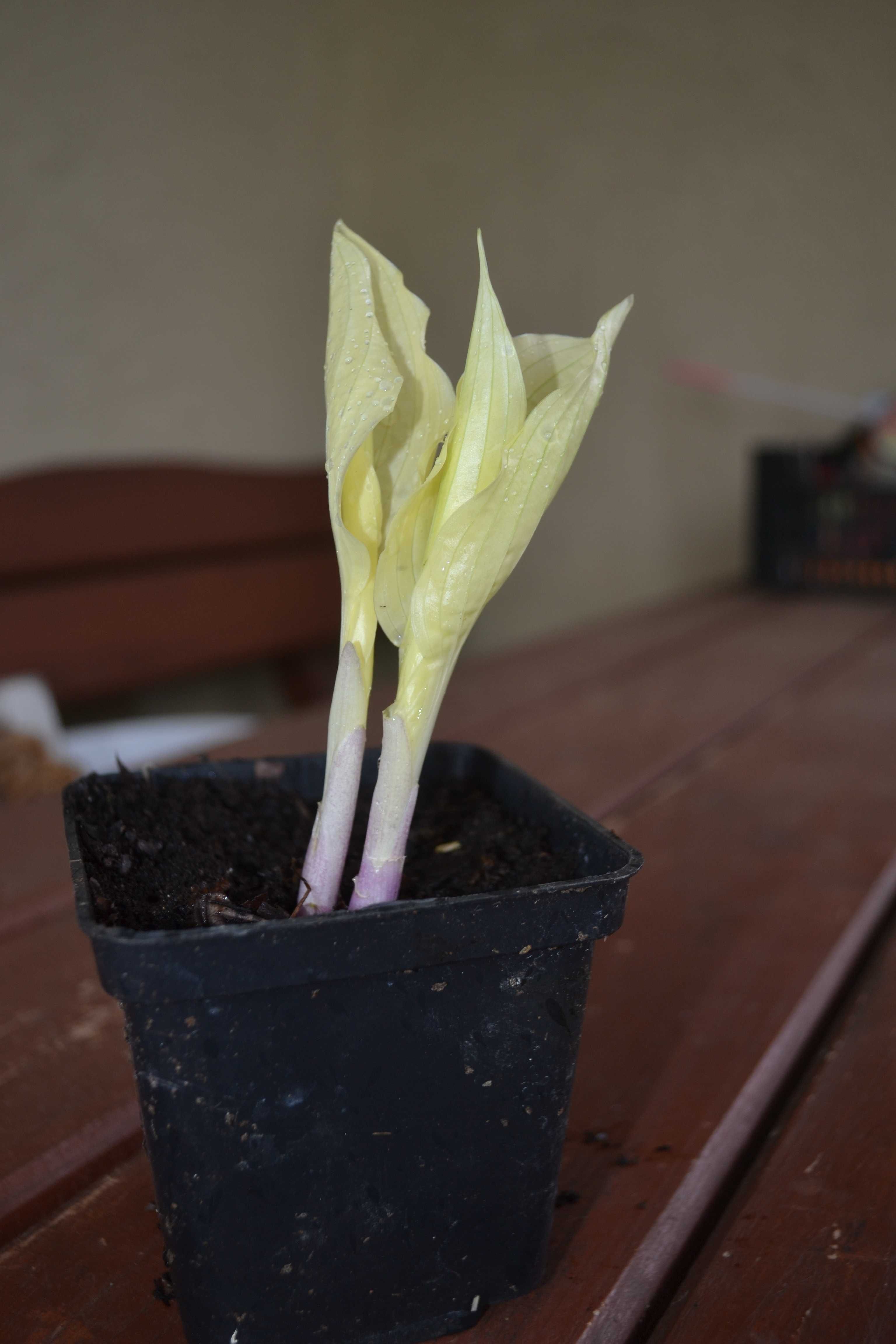 funkia, hosta "white feather"