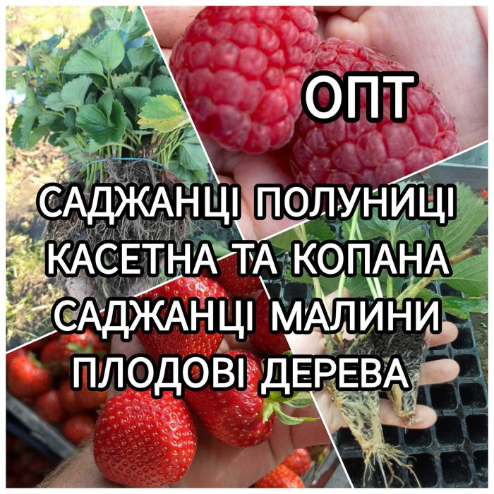Саджанці Полуниці Розсада Малини Плодові дерева Саженцы Клубники