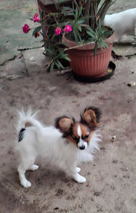 Piesek Papillon FCI / ZKwP