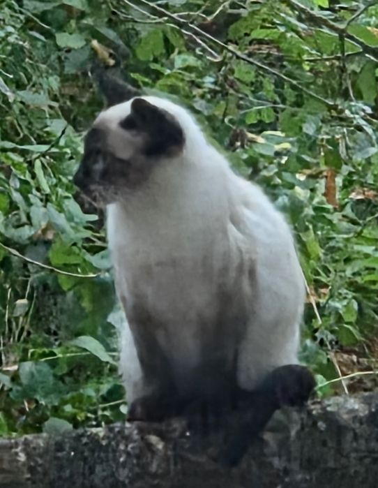 Gato Siamês - adopção responsavel