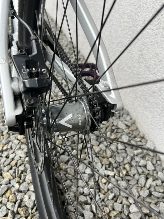 rose the bruce 2 alaudark  2024 rozmiar l srebrny