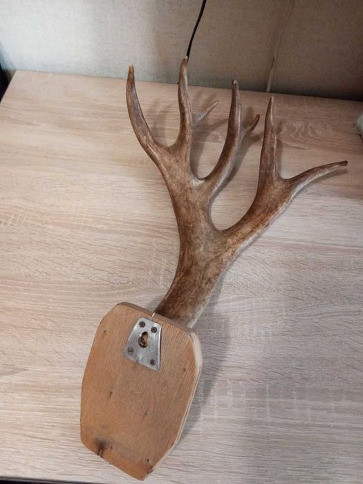 Продам рога оленя
