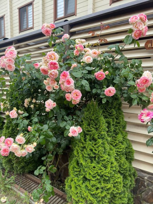 Ексклюзивний будиночок бiля моря, Чорноморськ