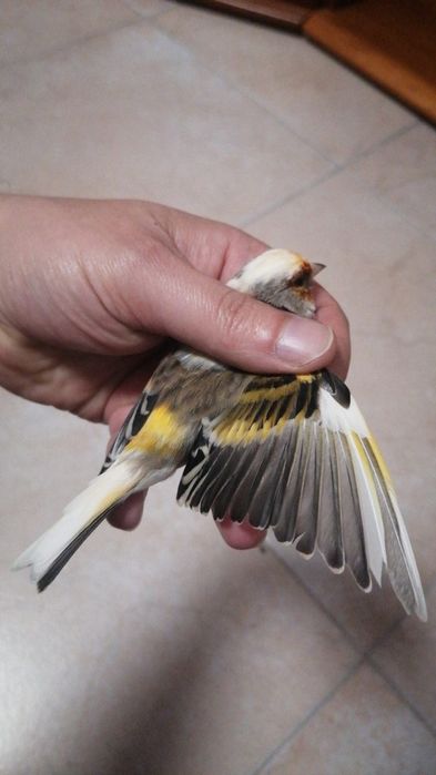 Canários Híbridos (Ler a descrição)