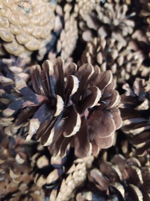 Szyszki sosnowe duże