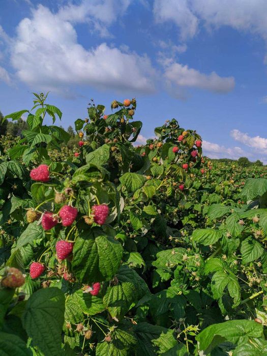 Саджанці малини Полана Джон Джей