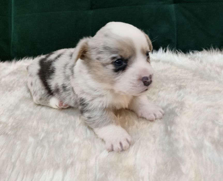 Corgi kardigan - piesek