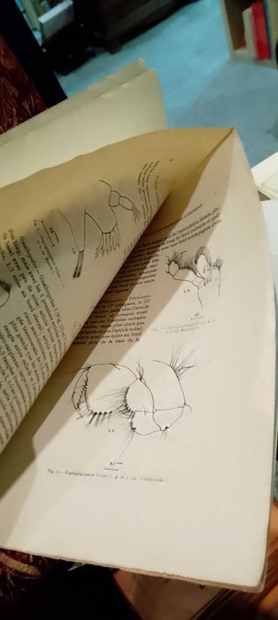 Nouveau genre et une nouvelle espèce d´Amphipode troglobie du Portugal