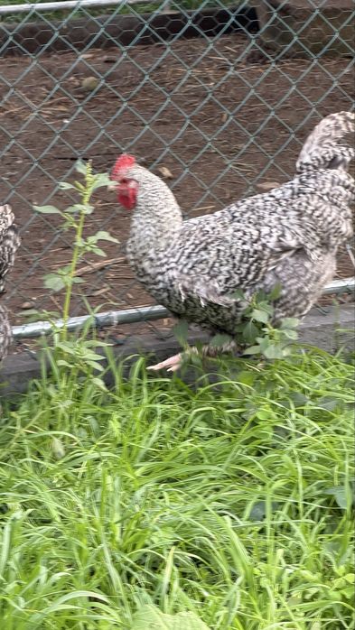 Galos de raça de galinha Malines