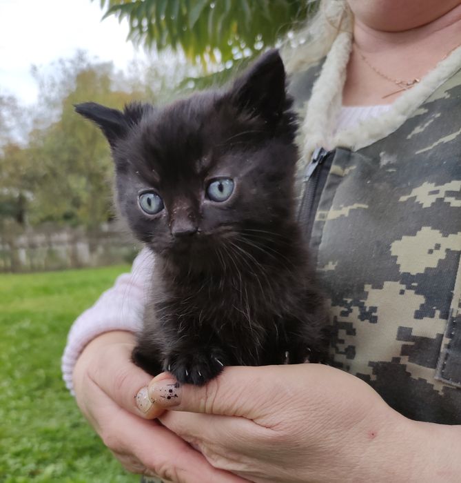 Кошенята  котики