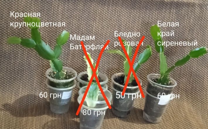 5 сортов укорененных сигментов Шлюмбергеры, декабриста.