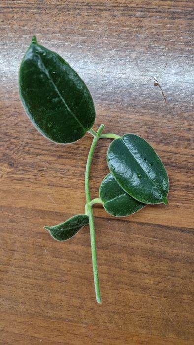 Hoya monette dwa węzły 4 liście