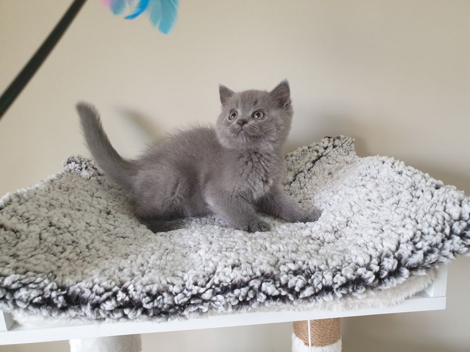 Macho scottish straight