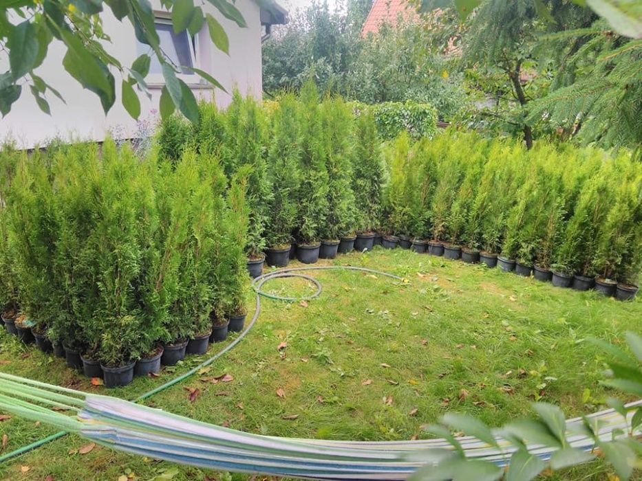 WYPRZEDAZ Tuja Szmaragd 80 - 90 cm w Donicy 1 KLASA Podlaska DOWOZIMY