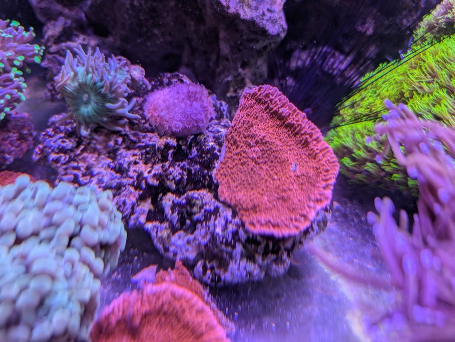 Montipora talerzowa czerwona