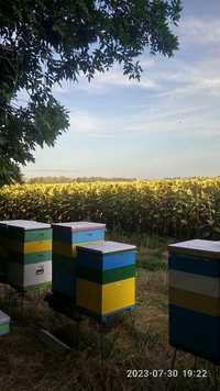 Бджоли  Пчёлы семьи Пчелопакеты