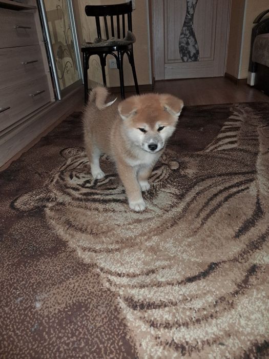 Акіта -іну хлопчики та дівчатка