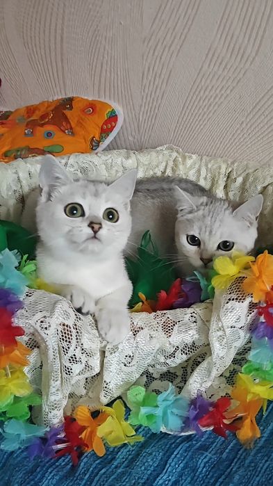Сріблясті шиншили дівчинка і хлопчик