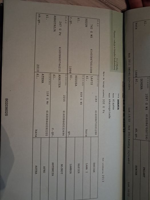 Klacz Śląska 20 miesięcy