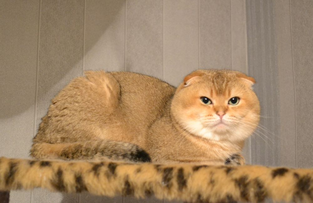 Котик вислоухий золотая шиншилла вязка