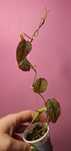Philodendron Micans Pink Mint Variegata