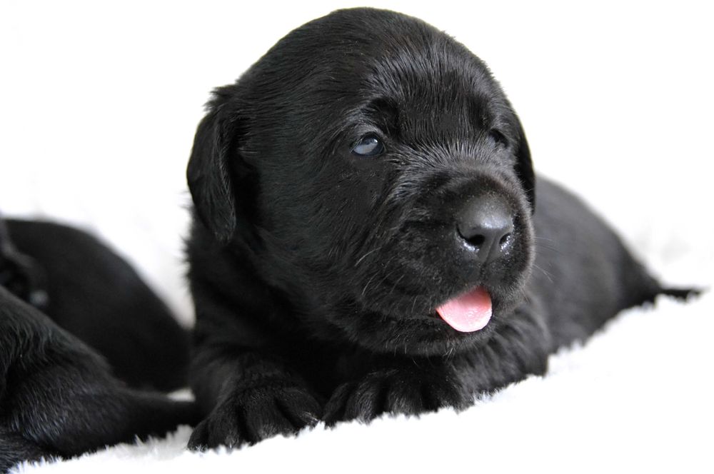 Cudowny szczeniak Labrador Retriever FCI