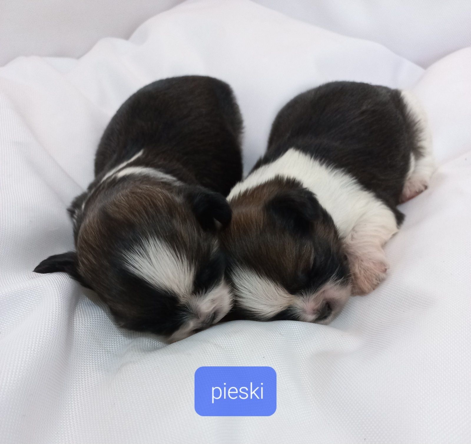 Shih tzu, piesek, szczeniak