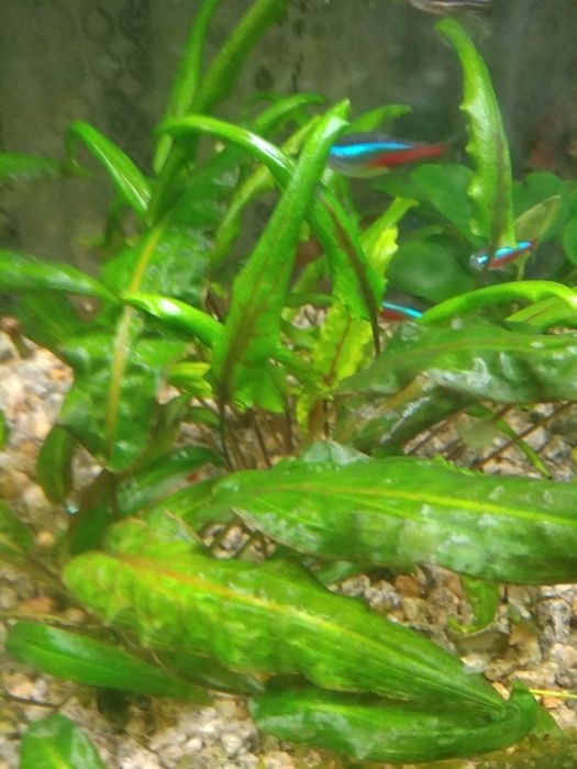 Аквариумные растения