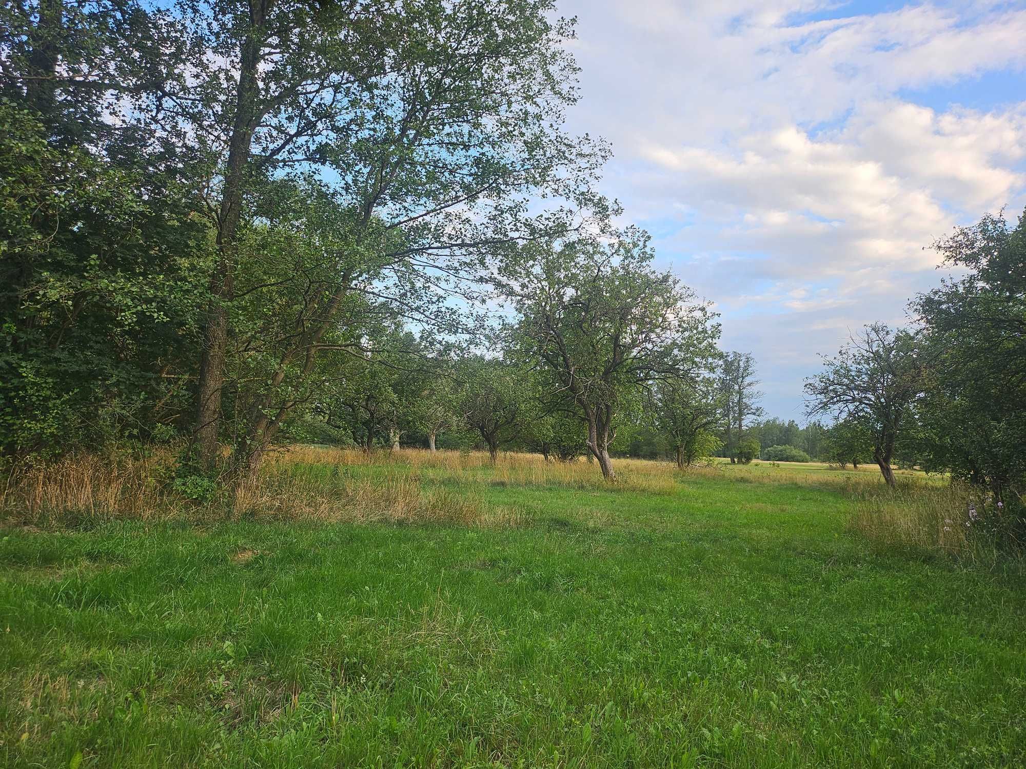Siedlisko, Rolne, Brzozówka 36.600 m2 w otulinie Kampinosu