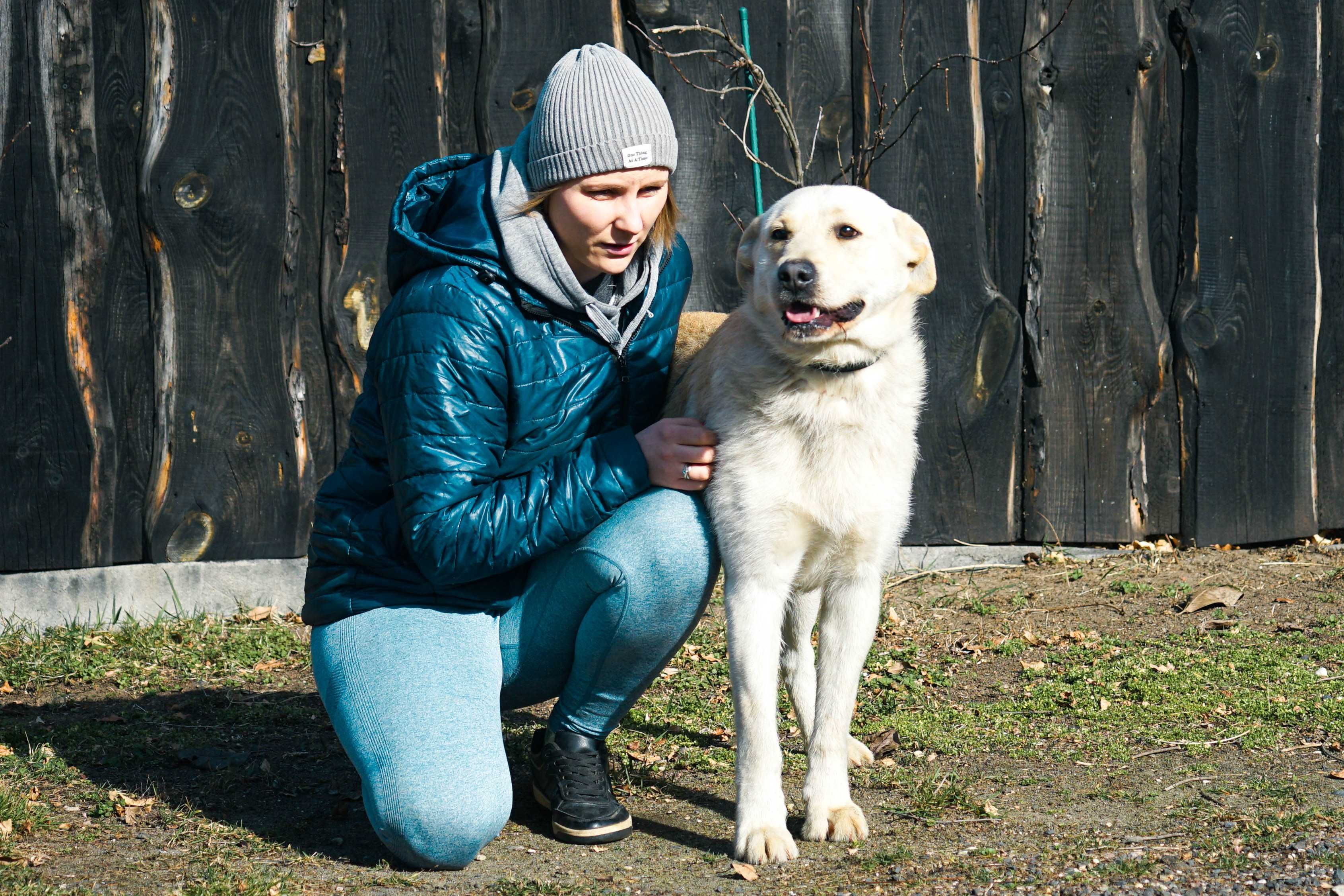 LESZEK - piękny pies w typie labrador