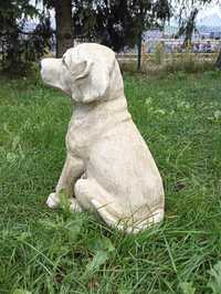 Labrador Retriever z gipsu pies