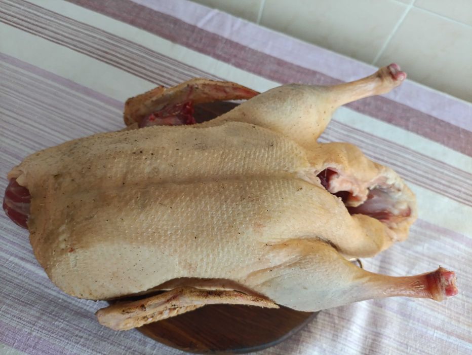 Продам качку орвія