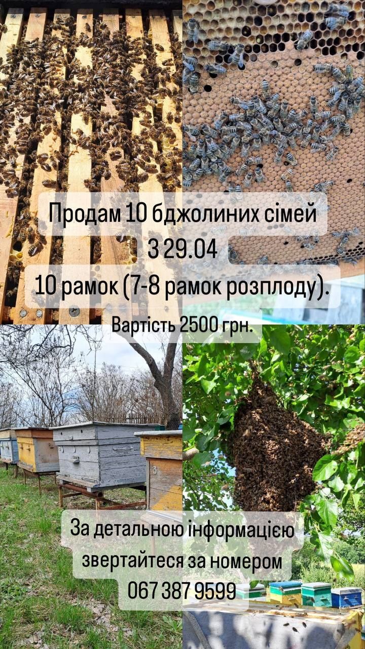 Продам 10 бджолосімей,бджіл