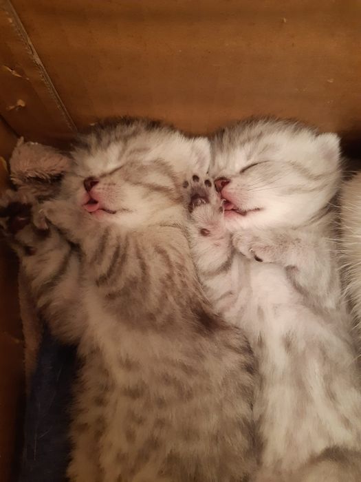 British  Shorthair Golden e silver