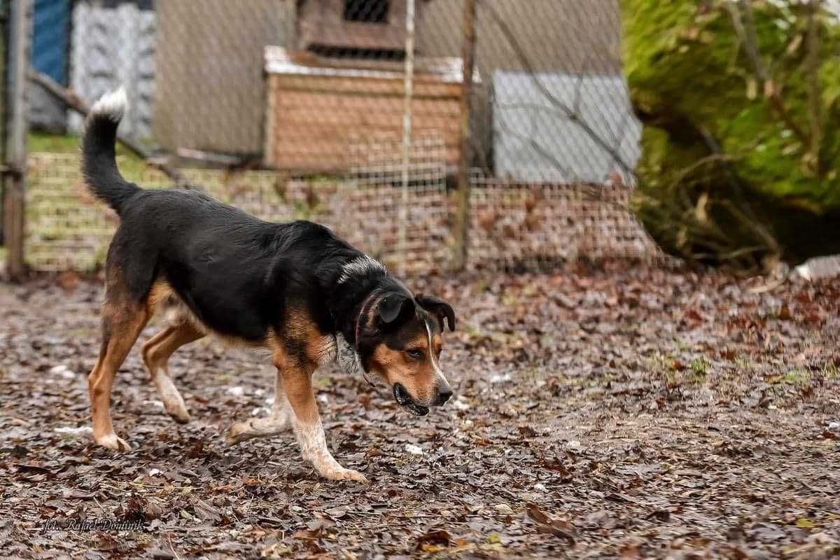 Jumbo szuka kochającego domu!