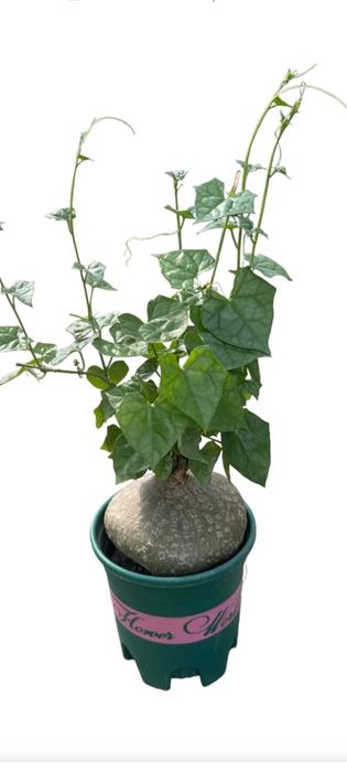 Gerrardanthus macrorhizus Геррардантус макроризус