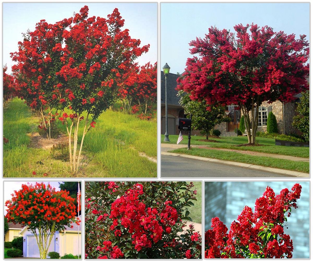 Lagerstroemia Sadzonki Czerwone Bez Południa piękne miododajne