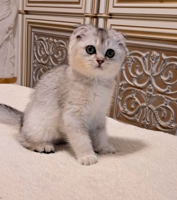 Дівчинка перлинка срібна шиншила.