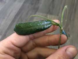 Hoja hoya rotundiflora cięta szczytowa długa