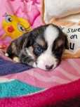 **WELSH CORGI CARDIGAN ** sunia tricolor do rezerwacji
