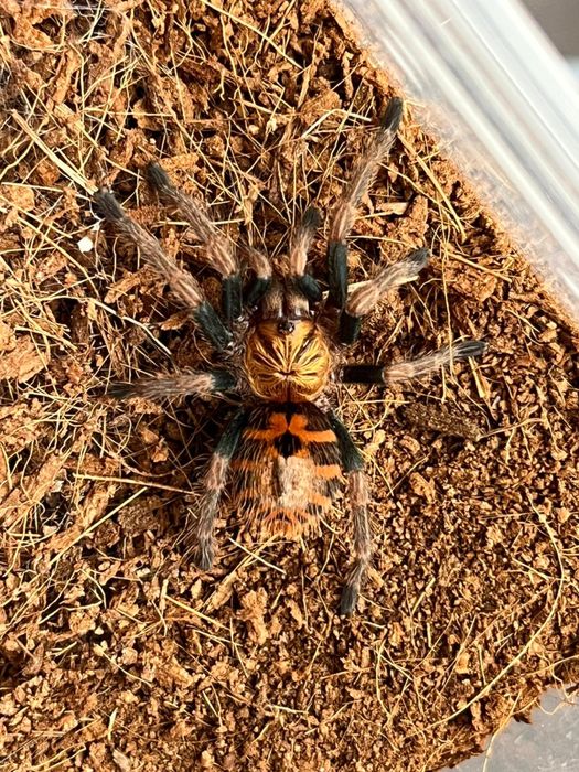 Chromatopelma cyaneopubescens