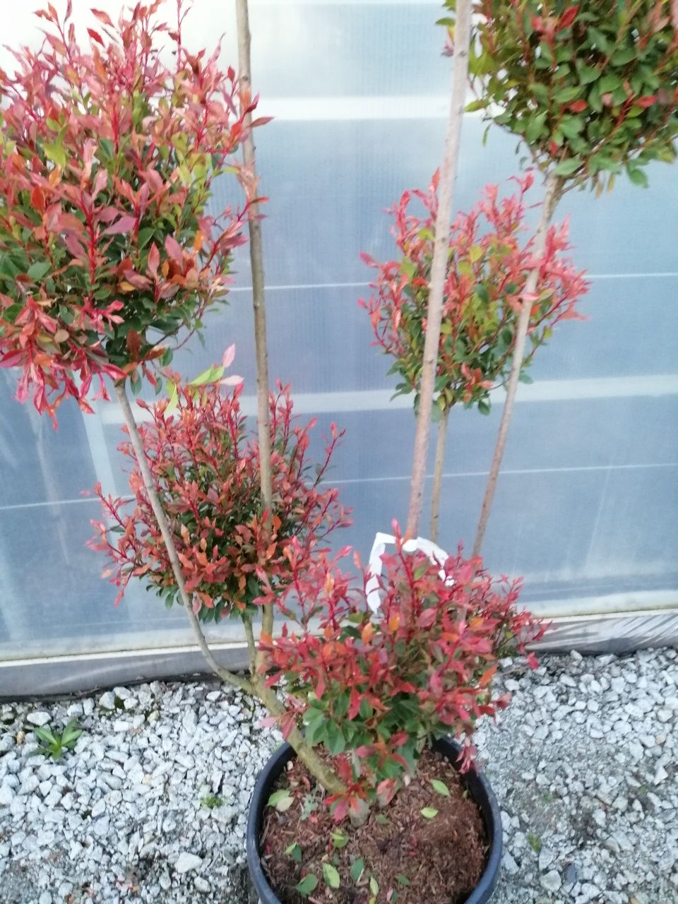 Głogownik BONSAI "Chico" szczepiony (Photinia) Czerwone Młode Liście.