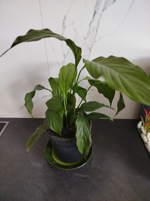 Монстера велика пишна