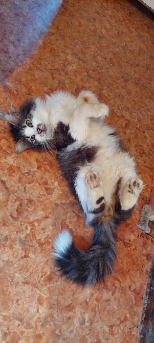 Віддам_ кошки_ коти_ марті