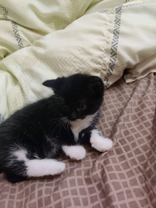 Віддаю кошеня дівчинку