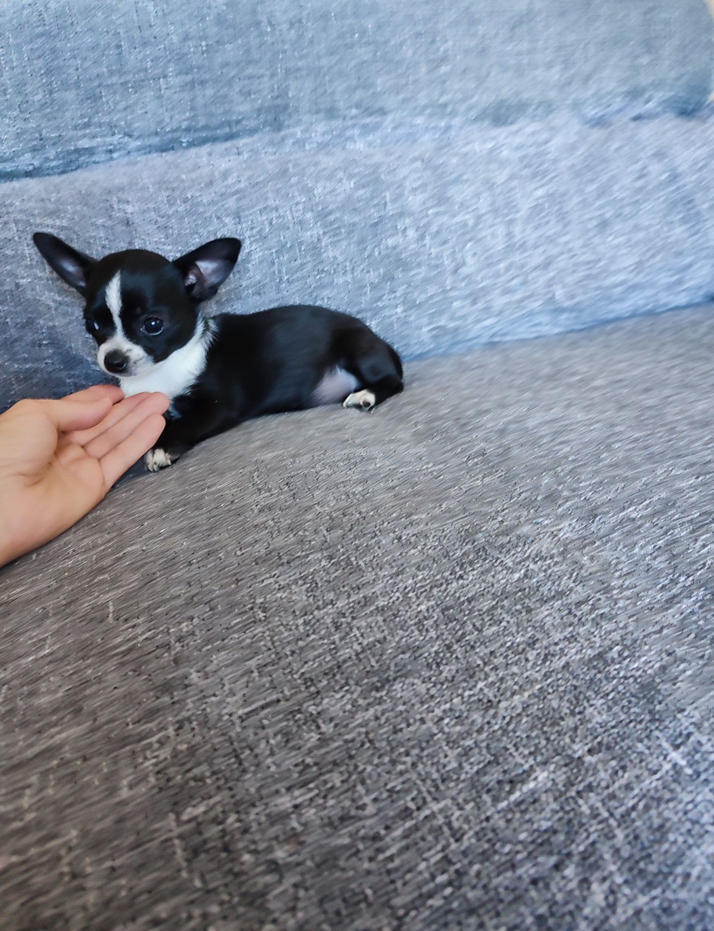 Chihuahua fêmea miniatura
