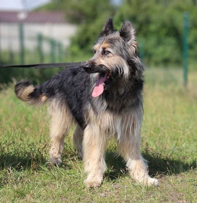 duży, młody, przyjazny dla ludzi pies czeka na dom