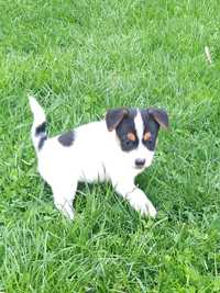 Jack russell terrier