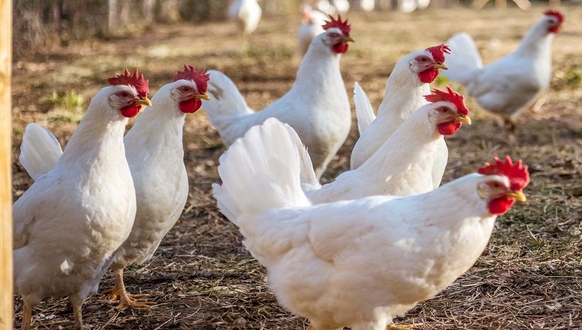 Kury nioski Leghorn Turbia